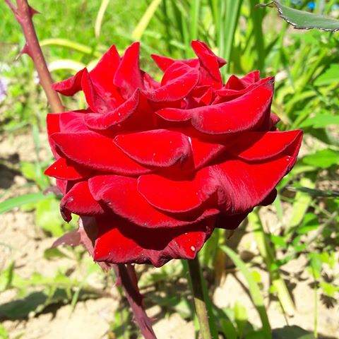 #моирозы🌹 #розыГалины#сад#роза#лето#дача#дом#цветы#розы мои красоточки,жаль не все фотала тем летом!#люблюрозы#люблюнемогу💕 ,💘🤗😘🌹🌹🌹🥀🥀🥀💐💐💐