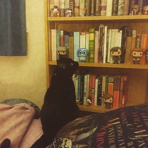 Ah, All that reading to Rubyas a kitten has paid off. She is clearly looking for a book she wanys to read. #bookstagram #catstagram #blackcatsofinstagram #bookworm #bookrelated #bookshelfdecor #bookshelf #catsandbookshelves #books #blackcats #reading #read #catperson #catpeople #iloveanimals #ilovemypet #cutecats #catsonbeds #funkopops #curiouscat #petsarefamily #petstragram #newbookstagram