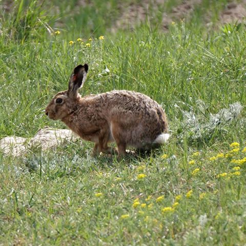 #zając #rabbit #photooftheday #nationalgeographic #naturephotography #naturelovers #dolinaśrodkowejwisły #canonphotography #instapic #canon_photos #bergman_polska #pictures_from_poland #pocztówka_z_polski #pięknapolska #natgeopl #natureshots