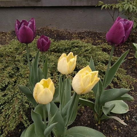 Весенний #кёнигсберг #калининград #Весна #цветы #цветочки #далекиекрая