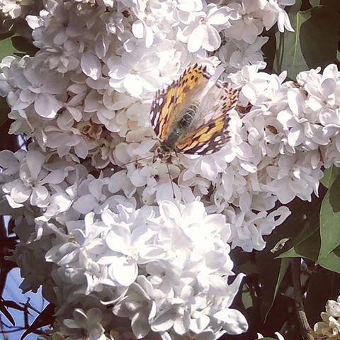 #photolife#краснодар#весна2019#люблюфотографировать#бабочка#белаясирень