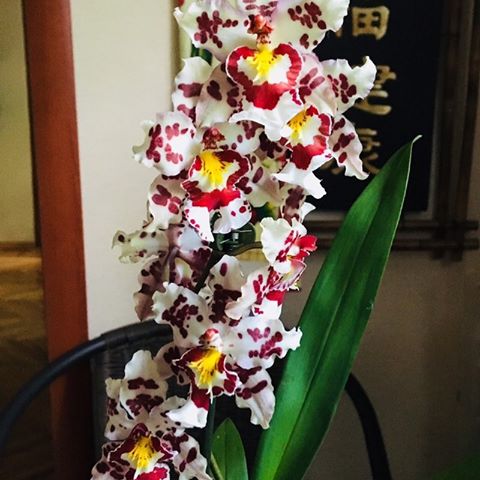 Камбрия.
Пожалуй, моя любимая расцветка ☺️.
#камбрияорхидея #камбрия 🌸 #камбрии  #орхидеи #орхидея #орхи #купитьорхидею #орхидеиднепр #орхидеиднепропетровск #домашниецветы #орхідея #орхідеї #орхі