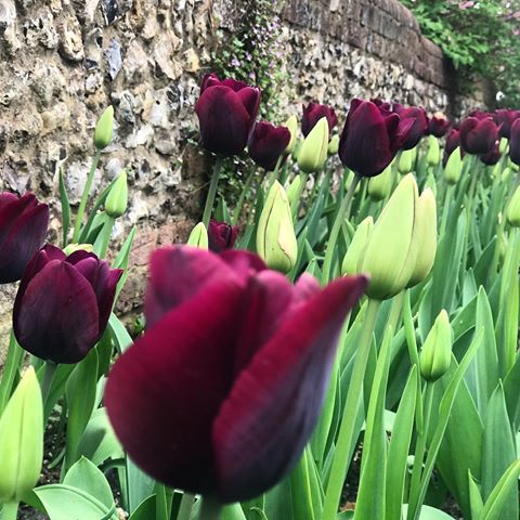 No words needed for these beauts. Just a happy view for a Sunday afternoon 🌷💗🌷💗
.
.
.
.
.
.
.
.
.
.
#garden #flowers #flowerstagram #tulips #tulipsofinstagram #gardening #gardendesign #springflowers #flowerstyle #countrygirl #countrylife #countryliving #oldhouse #manorhouse #homesweethome #myhome #colourpop #lifestyleblogger #lifestyle #gardenview #walledgarden #gardenwall #wall #brickandflint