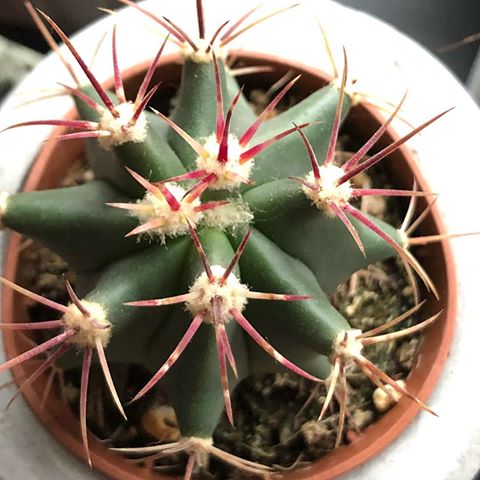 I💚🌵 ...mix. Juz jest 💚🌵 #chrobotek
#chrobotekreniferowy
#monstera
#moss
#mossdesign
#mossy
#mossterrarium
#greendesign
#cactus
#cacto
#mechdesign
#kaktus
#cactos
#succulents
#succulent
#planttattoo
#plants
#cactusysuculentas
#urbanjungle
#suculovers
#💚
#🌵
#cactos
#suculents
#suculentasycactus
#cactus
#cactosesuculentas
#eranowychkobiet 
#💚💚💚
#pot #