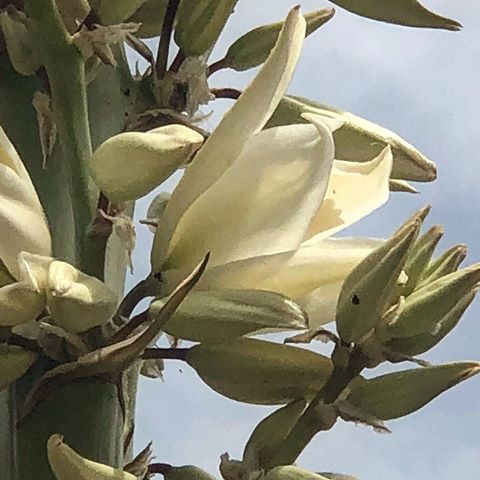 Flowers in the sky
#🌟 #haveaniceday #happiness  #mylife #passionate #flowers #flowers2sky #flowerstagram #details #blossom #fridaymood #today #foryou #joy #macros #daily #motivation #🦋
