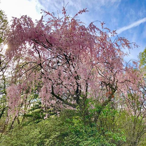 Spring finally hit New York. It’s a killer allergy season, but all the flowering trees are beautiful enough to make up for it. Like this weeping cherry in Prospect Park.
.
.
.
.
#newyork #newyorkcity #nyc #brooklyn #prospectpark #cherryblossoms #sakura #ignyc #spring #travel #travelgram #instatravel #traveldiaries #travelblogger #nycblogger #nature #beautifulmatters #pursuepretty #lovelysquares #さくら #photooftheday