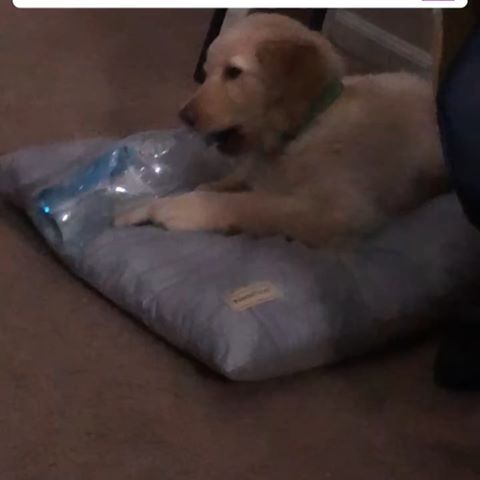 Does anyone else love playing with plastic bottles as much as i do? 
#puppies #goldenretrieverpuppy #goldenretriever #puppiesofinstagram #cutepuppies