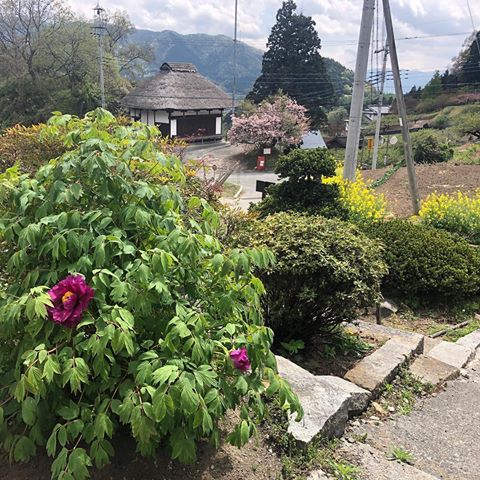 庭の牡丹が咲き始めました。奥には菜の花、お堂の前にはボタンザクラ。聴こえてくるのは鳥の声。
もしもしの家　公式HP
https://koushu-minka.jp/
宿泊予約受付中！(8:00-17:00)
080-8820-9339 
#Koushu #yamanashi #japan #kamijo #beautifulworld #stay #oldhouse #village #beautiful #山梨 #田舎 #古民家 #重要伝統的建物群保存地区 #上条集落 #茅葺き屋根 #花 #牡丹 #ボタンザクラ #菜の花 #赤 #黄色 #ピンク #春 #japanesetraditional #japanesetraditionalhouse
