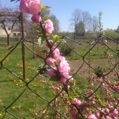 Последний день апреля 🌸🌿Весна 🌳красиво 😍 #весна #апрель #растения #цветы #тепло #красотаприроды #весенниерастения #цветение #погода #апрель #весна #красиво #настроение #весенниекусты #растениявесной #красотаприроды