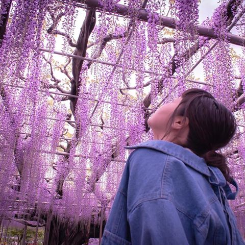 suki :)
:)
:)
#portraitpage #portrait #portraitphotography #portrait_ig #japan #ig_japan #photography #instagood #photo_japan #filmphotography #足利フラワーパーク #藤 #botanical #botanicalgarden