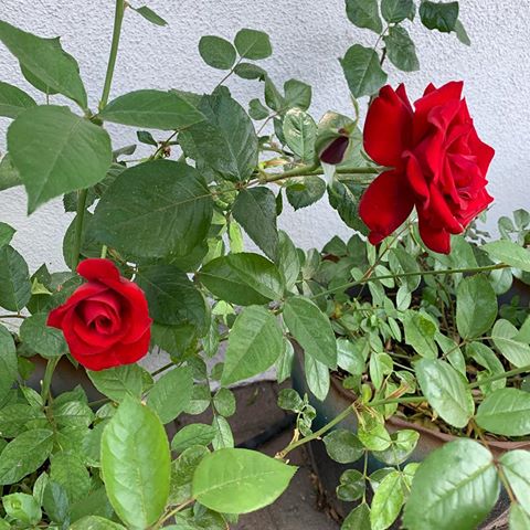 Our roses in pots are happy too. #garden #roses