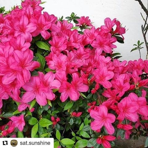 So glad to be co-host of #flowerclick🌸 
Kindly share your beautiful entries..!! #Repost @sat.sunshine (@get_repost)
・・・
Last Sunday of April! 
Time seems to be moving at wrap speed in 2019 ! 
That said - it’s another exciting week for #flowerclick🌸 thanks for tagging your fabulous posts and also huge thanks to @cardinals_nest for being an amazing host! 🌸
🌸
It’s so hard to choose a winner and co host! 
This week we chose @hema21oct , congratulations 👏🏽👏🏽 I would like you to join me for next round.
🌸
🌸
Also like to mention @maharao6 and @kewgardensthrumylens for sharing your beautiful posts.
🌸
Please join in and keep all those fabulous pictures coming- all you have to do is tag and follow #flowerclick🌸 
Follow and tag me @sat.sunshine and co host this week @hema21oct 
Have a fab week 😊
#flowers #flower_special_vip #flowering #contest #winner #flower_daily #flowerpower🌸 #flowers_super_pics #flowerobsession #flowerphotography #flowersoftheday #mygreentreasure #mydesiswag #growthisspring