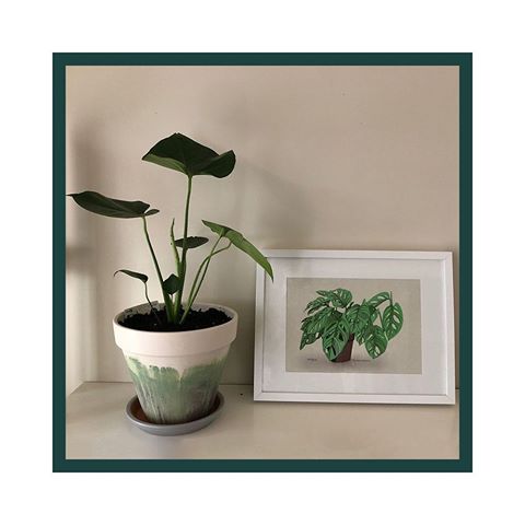 You can now get the Monstera deliciosa as an A4 print, it looks great with the green Aqua wash pot, which we had to fill with the Monstera deliciosa too. ⁣⠀
⁣⠀
lynkadesign.com⁣⠀
⁣⠀
⁣⠀
🌱⁣⠀
🌱⁣⠀
🌱⁣⠀
🌱⁣⠀
⁣⠀
#indoorplantstyling, #indoorplantsph, #indoorplantsmelbourne, #plantlove, #urbanjunglebloggers, #plantsmakemehappy, #plantlife, #indoorjungle, #houseplant, #aussieplantclub,⁣⠀
⁣⠀
#interiorinspiration, #homeinspo, #inspire_me_home_decor, #housebeautiful,  #interiordetails, #interiorstyle, #myhomevibe, #dreaminteriors, #decorating, #designinteriors, #cippa, #monstera, #monsteradeliciosa, #botanicalart, #plantart, #Decor, #Homedecor, #Decoration, #Interiors, #Myhome, ⁣⠀