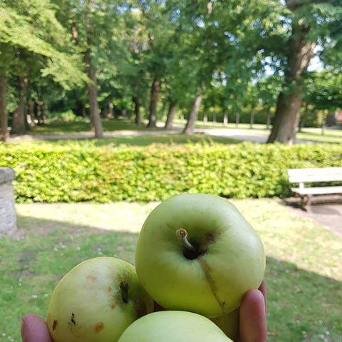 Onze eerste appels uit onze eigen boomgaard. Appelmoes, appelflappen of gewoon appeltaart, wat maak jij het liefst van appels uit eigen tuin? 
#appels #boomgaard #loosdrecht #wijdemeren #summer #appeltaart #appelmoes #historische #tuin #museum #musea #tuinieren #garden #oogst #bakken #met #appels #apple #garden #gardener #castle #kasteel