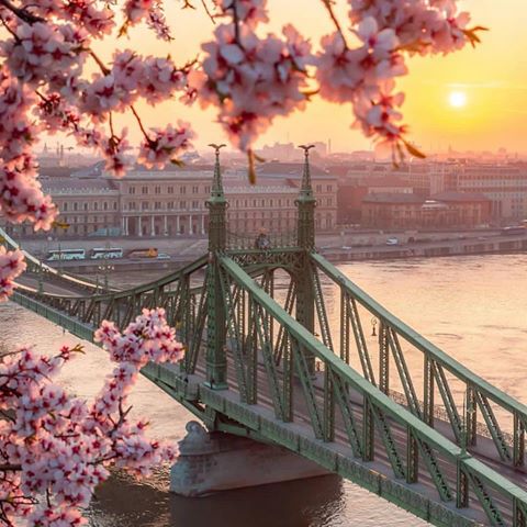 Wonderfull spring in #budapest 😍🌸 📷 by @lostinthecityphoto [PROMOTION UNPAID]
@travelertour 
@beautifuldestinations 
#hungary #city #cityphotography #europe #building #architecture #spring #springtime #springbreak #sunset #sunsetlover #bride #travel #travelphotography #beautifuldestinations #aroundtheworld #beautifulplaces