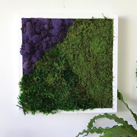 Our online store is stocked with Nature Frames. Each handmade with premium mosses that are bursting with beautiful color and soft textures. You can think of these as a window into the woods. A piece of calm on a crazy day, a slice of nature to ground you, and an easy way to reconnect with nature. 100% real 0% maintenance. 🌿
#moss #mossart #plants #homedecor #interiordesign #reconnectwithnature #interiordecorating #biophilia #biophilicdesign #plantsmakepeoplehappy #design #natureart #greendesign #shoplocal #supportlocal #natureframe