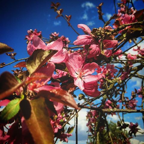 #brest #brest_by #belarus  #may #беларусь#май #брест#bresttut#spring#весна#dr_brest#brestonelove#virtualbrest #прогулка #walk #цветы #instabelarus#flower #деревья #trees