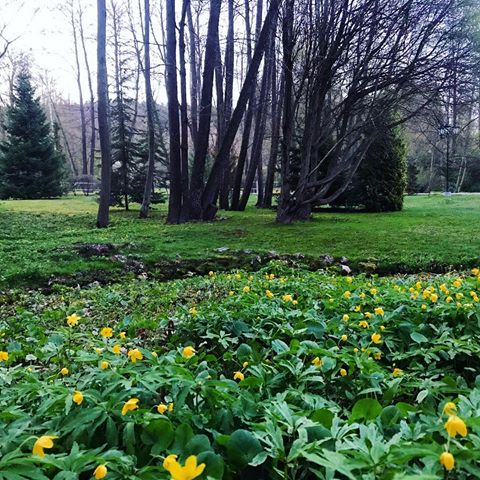 Весна 🌱🌼 #spring#may#weekend#nature#forest#flowers#trees#instanature#весна#май#природа#выходные#лес#цветы