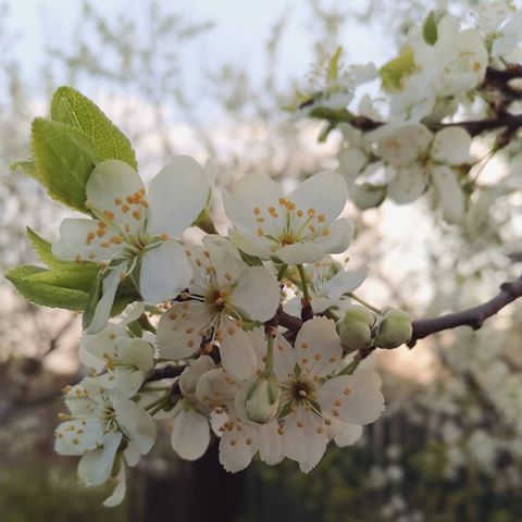 Запах весны 💮
#цветение #дерево #цветы #весна #весна2019 #запахвесны #назакате #вечер #слива #природа #веточка #май #8 #8мая #май2019 #💮