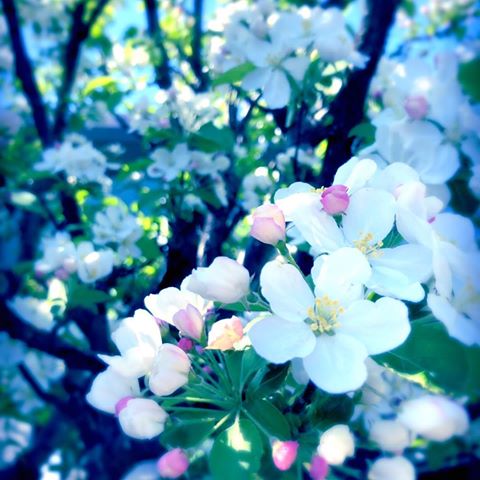 庭のひめりんごの花が
満開です。
.
花びらの白。
空の青。
.
花を見上げる皆の顔は
ぱっとしていて
そして嬉しそうで。
花の一つひとつが
可憐な美しさを振り撒けば、
それを眺める者の心は
自然と和み
笑顔となり。
.
小さな花びらの
大きな力。
今年も、ありがとう。
.
#新緑の季節
#春
#姫林檎
#花
#白い花
#spring
#flower
#toyama
#japan