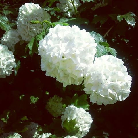 Весеннее цветение #цветение #деревьявцвету #весна #прогулкапогороду