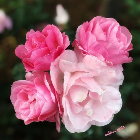 Rosas.  #flores#naturaleza#fiori#fleurs#blumen#fleurs#rosas#blumen#blomster#roses#розы#garden#jardin#flowers#garten#giardino#natur#