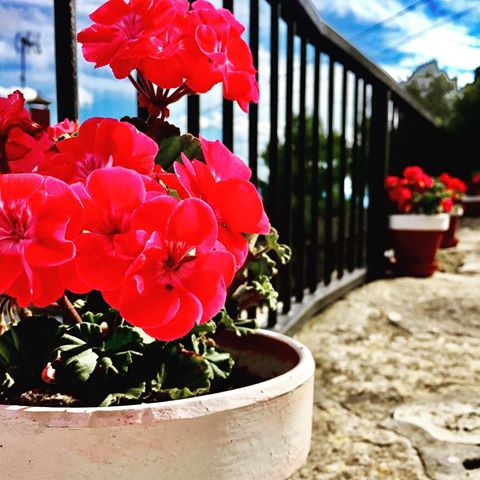 ¡Feliz #viernes ! 🌈 Hoy por aquí #soleado y #primaveral ☀️🌸 Un regalo después de tanta lluvia...
.
.
.
.
#photography #photo #photographer #nature #natural #flower #picoftheday #instagood #spring #primavera #foto #flores #positivo #positive #likes #follows #deco #decoracion #jardin