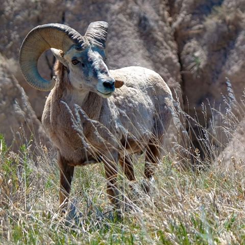 No no... not looking for trouble buddy... A pair of horns of these "bighorn" sheep might weigh up to 30 lbs or 15 kg and the sheep can weigh up to 300 lbs or 150 kg...⁣
.⁣
#roadtrip #roadtrippin #roadtrips #roadtripping #usa #roadtripusa #usaroadtrip #travelusa #usatravel #travel #travelgram #wanderlust #travelingram #traveldiary #beautifuldestinations #bighornsheep #wildlife #sheep #adventure #big #mountains #explore #nature #wyoming #wildlifephotography #instagood #bigger #mountain #badlands #bighorn⁣
.⁣
2017.05.04⁣
.