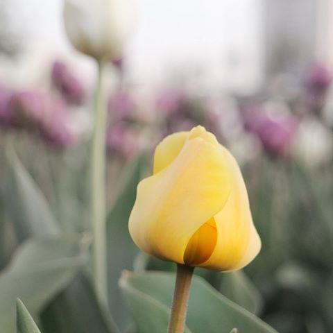 #kiev #ukraine #kievtoday #kievpics #kievphoto #kievgram #kievlife #kievday #kiev_days #kiev_foto #kievnow #kiev_insta #kievcity #kyivgram #kyivlove #kyivlive #citylife #ilovekiev #instakiev #igerskiev #киев #київ #весна #flowers #spring #цветы #blossom #bloom #цветочки #tulips