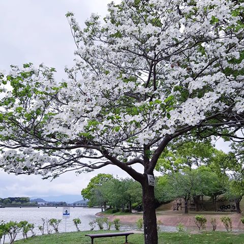 百年続きますよぅ～に💮
#ハナミズキ#一本 #白い #元気に #癒し #桜のかわりに #送ります