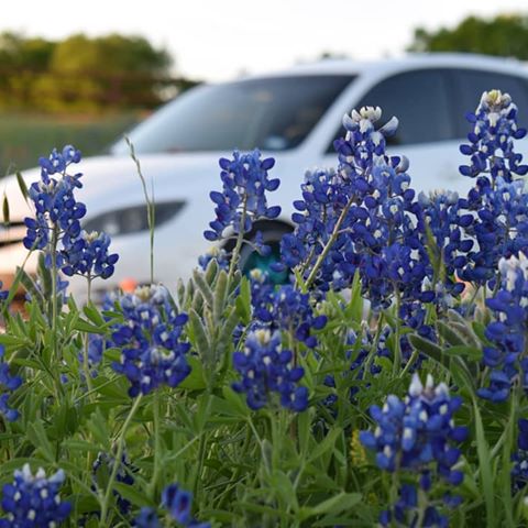Playing hide and seek.
*just car guy things*
#mazdaspeed3 #mazda #mazdausa #zoomzoom #bluebonnets #blue #f1 #race #racecar #bristoltx #texas #nikond3300 #d3300 #nikon #picture #honda #carsofinsta #jdmnation #jdm #japan #lowered #lowlife #hatchback #hatchsociety #in #instagram #photography #photoshoot #photooftheday #hideandseek