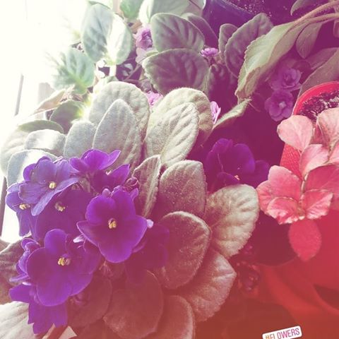 Сегодня - ты,  а завтра - я.
#цветы #весна #фиалки #домашниецветы #май #flowers #nikolaev #niko #beautiful #uablog #likeme #followbackteam #followyou #followback #likephoto #likeagirl
