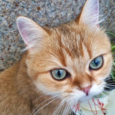 Does the Myspace Angle make me look skinnier?😸 #britishshorthair #catslife #catsofinstagram #catlovers #catoftheday #cats_of_world #britischkurzhaar #catoftheday #cats_of_instworld #catstagram #cats_of_instworld #britischkurzhaar #britishshorthairworld #cat #cats #ilovecats #funnycat #fatcat #kotd #instacats #catofinstagram #petsoftheday #katze #animals #carpet