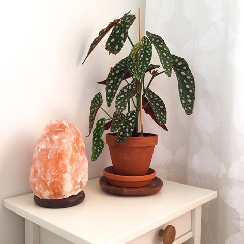 I think these two make an adorable combo and the spotty Begonia is so gorgeus! If you want a warm light for the evenings while getting ready to sleep, I highly recommend a Himalayan salt lamp! It also cleanses the air and makes it easier to breathe. Perfect for relaxation 🌺 #himalayansaltlamp#saltlamp#begonia#begoniamaculata#houseplants#boho#bohostyle#bohodecor#housedecor#cornerofmyhome#decorinspo#terracotta#marimekko#ruohonjuuri#ikea#koti#sisustusinspiraatio
