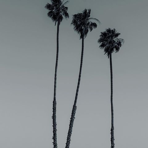 🌴🌴🌴
•
•
•
•
#palmtrees #california #losangeles #beach #santabarbarabeach #blackandwhite #simple #minimalist #photography #composition #art #fineart #simplicity #nikon #natgeo #nature #earth #sky #peace #relax #clean #lightroom