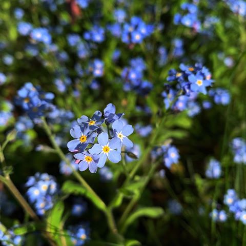 #nomadarea#vision#flowers#nature#frühling#germany#hiking#iphonexr#modern#beauty#spring#blumen#macrophotography#macro#likeforlikes#blau#blue#berchtesgaden#gelb#yellow#forest#grass#tree#цветы#желтый#синий#природа#зеленый#жизнь#макро