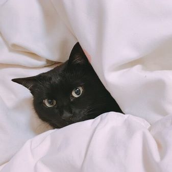 布団に埋もれてるふわもこおはぎです😉🎀
・
#ねこ#猫#黒猫#くろねこ#猫好きさんと繋がりたい#ねこら部#ねこ部#ふわもこ部 #黒猫部#ねこすたぐらむ#ねこ好き
#cat#blackcat#animal #pet#cats#catlover#catlife#catlifestyle#catstagram#catsofinstagram#cats_of_instagram#cats_of_world