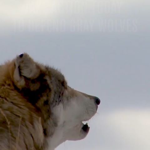 Link in bio to take action and protect our wolves. #Regram #RG: @defendersofwildlife: Nearly 3,500 wolves have already been killed at the state level without federal protections. With the administration proposing to remove all gray wolves from the Endangered Species Act, that death rate will grow. The work of recovering this iconic species is not done, and we need your help. Click the link in our bio to let the Department of the Interior know that you oppose this disastrous plan to delist gray wolves! #StopExtinction #graywolves #wolves #wolf #EndangeredSpecies #DefendersofWildlife #naturephotography #naturelovers #natureonly #natureshots #naturegram #wildlife #wildlifephotography #wildlifeconservation #conservation #wildlifeaddicts #animals #animallovers #animallover #animalsofinstagram #instaanimal #animalsofig #graywolf #conservationphotography #conservationist #environment #animalsco #animalsaddict