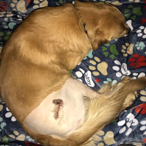 I had to see Dr. Joel today for another surgery. He says this should help my hip feel better. I hope he’s right. I’m ready to play and run in my backyard when I am all recovered from this. 
#MarlosRecovery #hipdysplasia #goldenretriever #goldenretrieverpuppy #goldenpuppy #puppy #goldensofinstagram #dogs #dogsofinstagram #dogstagram #dailygolden
