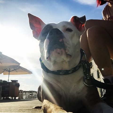 Maisa on the street 🤗🦁☺️🥰 #amstaff #americanstaffordshireterrier #amstafflife #amstafflove #venezia #amstaffveneziana #sky #sunshine #lovemydog