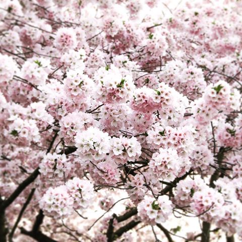 Washington D.C.’s Memorial Cherry Blossom🌸🌸🌸
.
.
.
.
.
.
.
.
.
.
.
#flowers #tv_flower #tv_flowers #picture_to_keep #tv_closeup_flowers #love #tv_neatly #mood #blooming #цветы #tv_macro #macro #makro #макро #photooftheday #macrophotography #flowerlovers #artistry_flair #transfer_visions #9vaga_softflowers9 #tv_stilllife #ig_flowers #цветение #cherryblossom #the_gallery_of_magic #blooming_macro #cherry #bpa_nature #washingtondc #сакура