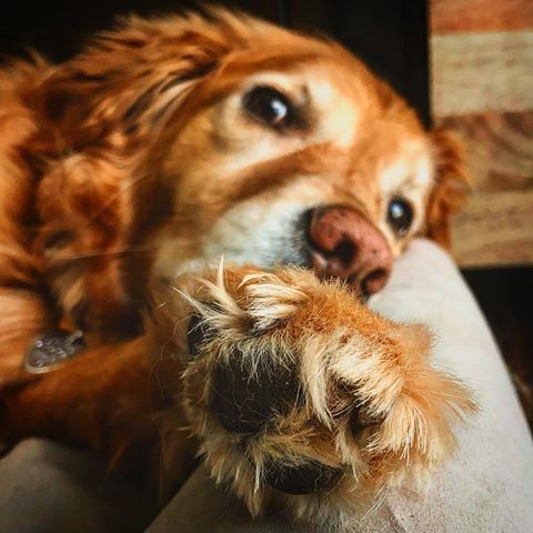 Fuzzy feets. #dog #dogs #dogsofinstagram #ShilohGram #instadog #dogstagram #golden #goldens #chicagodogs #pawsome #goldenretriever #goldensofinstagram #doglovers #dogsofchicago #alldogsmatter #goldenretrievers_lovers_