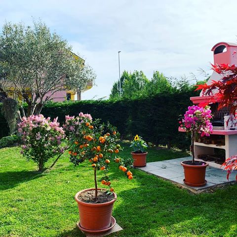 #fiore #primavera #sole #giardino #colori #casa #piante