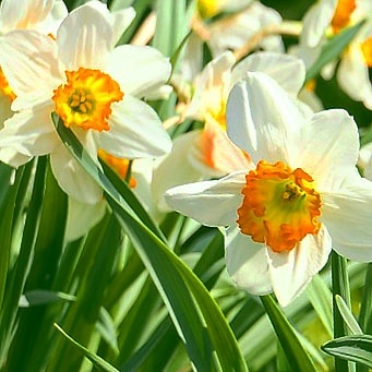 #солнечныйденек#солнечноенастроение#нарциссы#весна#люблюцветы#фотоцветов#природа🌿🌷🌹🍀💖#springflowers#flowers#naturelovers_gr#fav_flowers_#top_flowers#narcissus#beautifulflowers💐#instaflower