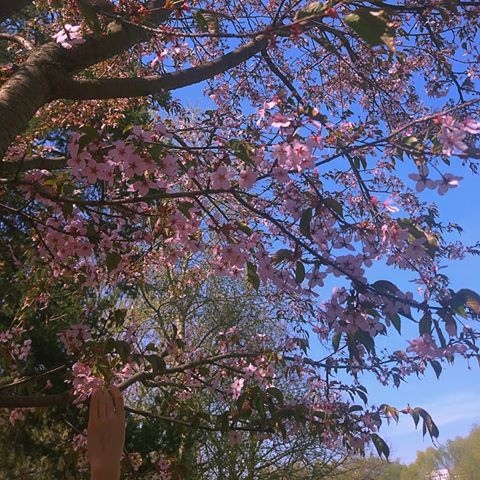 Sakura 🌸🌸🌸
.
.
.
.
.
.
.
#фотография #цветение #сакура #вишня #дерево #🌸 #ботаническийсад #красиво #прогулка #цветы #весна #май #природа #сакура #сад #парк #photonature #holiday #photography #beautiful #flowers #tree #garden #park #pink #walking #blossom #sakura #spring #may #cherry