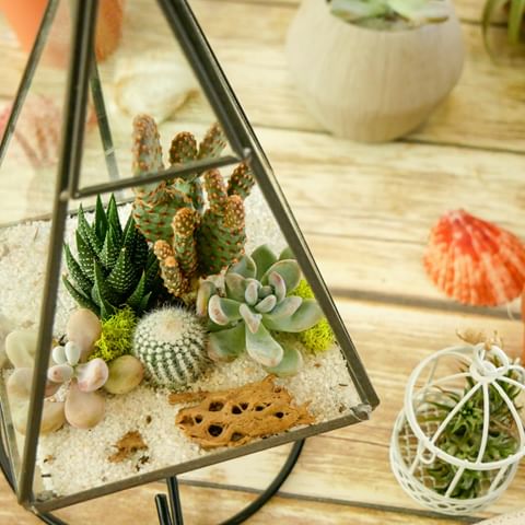 One of our personal favorites! We just love how the geometry design works so well with the plants! 10/10!
.
.
.
.
.
#terrariumkits #DIY #DIYsucculents #succulove #terrarium #succulentsofinstagram #succulentlover #succulentdesign #greatgiftideas #giftideasforher #giftideasforhim #succulents #cactuslove #losangeles #boho #livelife #bohemianstyle #bohemiandecor #cacti #bohostyle #californialove #succulentgarden #succulentlover#californiadreaming #cactuslovers#succulentcollection #succulentsofinstagram #suculentas #succulentplant #succulovers #mygarden