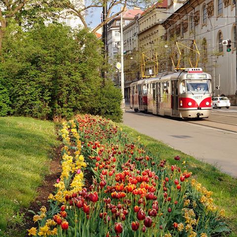 Colorful Prague 🌼🌿🌸
〰️
#europe #czechrepublic #prague #českárepublika #praha #travel #spring #nature #tram #city  #flowers #vacation #plants #чехия #прага