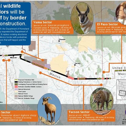 Check out this detailed graphic we created depicting where construction will take place along the U.S.-Mexico border, the critical wildlife corridors that will be cut off, and the species that will be at risk. Click the link in our bio to learn more! #NoBorderWall #WildlifeWednesday