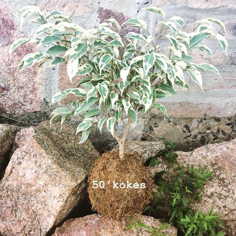 KokeBonsai  Ficus benjamina .
. 
#kokedama #ficus #plants #bonsai #autumn #airbnb #travel #hostel #glamping #ecofriendly #green #nature #garden #forest #landscaping #digitalmarketing #digitalart #marketing #socialmedia #gift #special #live #art #design #lifestyle #event #agroturismo #venezuela #argentina #50kokes