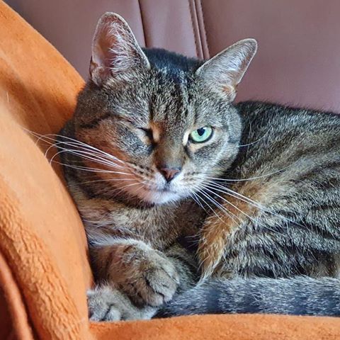 *WERBUNG*  Da Drückt meine Katze noch mal ein Auge zu ...... #Nürnberg #nuernberg #nuernberg_de #nn_leserfotos #wonderful #instagood #instacool #cats #catlovers #katze #katzenliebe #katzenfreunde #katzen #katzenfoto #tierfotografie #animal #tiere #fellnase #tierpotrait #portrait #katzenportrait #ohnefiltergedöns #details #canon #animallover #animalphotography #pets #petsofinsta #nordbayern_de #tierphoto